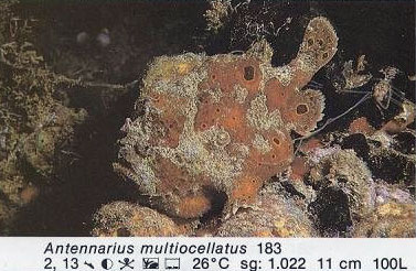 Antennarius multiocellatus